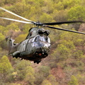 army NATO Puma Low